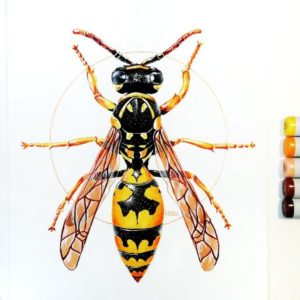 Оса Polistes gallicus